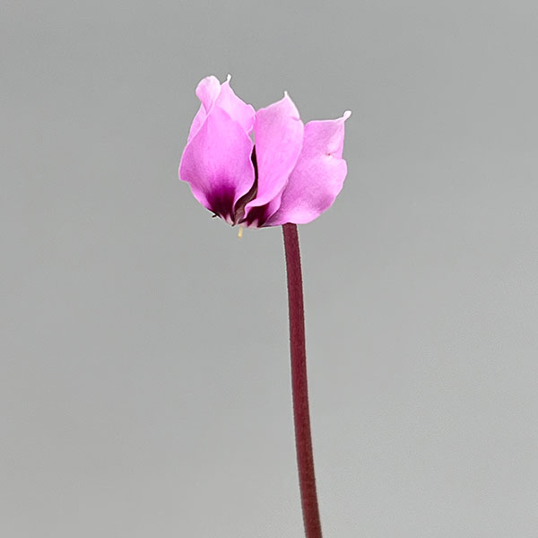 原種シクラメン：コウム（花色葉色見計らい）3号ポット