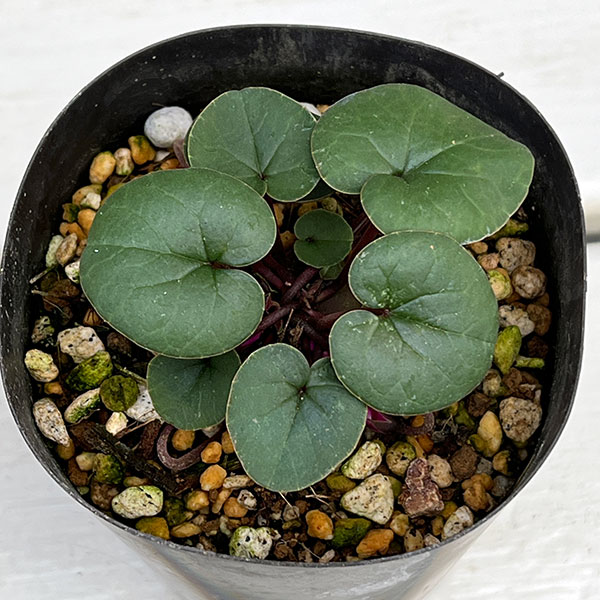 原種シクラメン：コウム（花色葉色見計らい）3号ポット