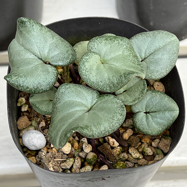 原種シクラメン：コウム（花色葉色見計らい）3号ポット