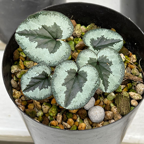 原種シクラメン：コウム（花色葉色見計らい）3号ポット