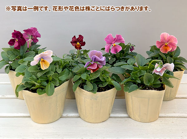 ビオラ：エボルベ　オーララ！　ピンク～ローズ系3.5号ポット