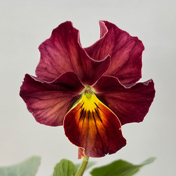 ビオラ：エボルベ　オーララ！　ピンク～ローズ系3.5号ポット