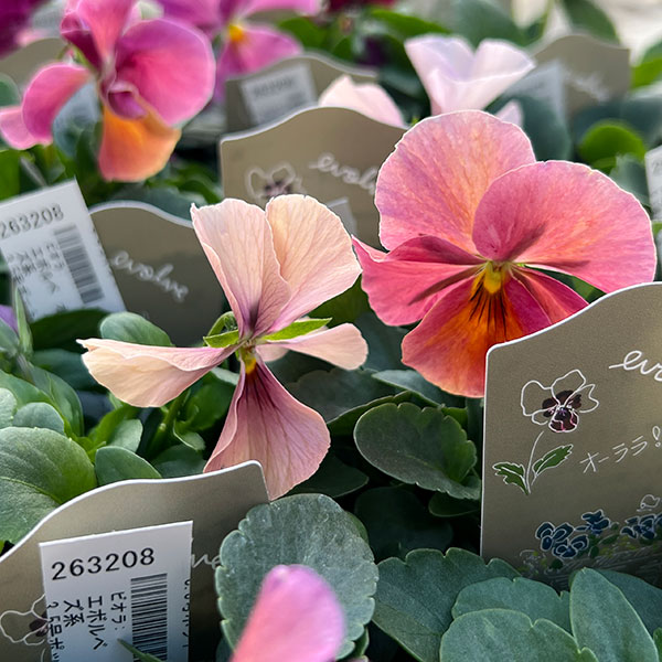 ビオラ：エボルベ　オーララ！　ピンク～ローズ系3.5号ポット