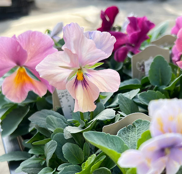 ビオラ：エボルベ　オーララ！　ピンク～ローズ系3.5号ポット