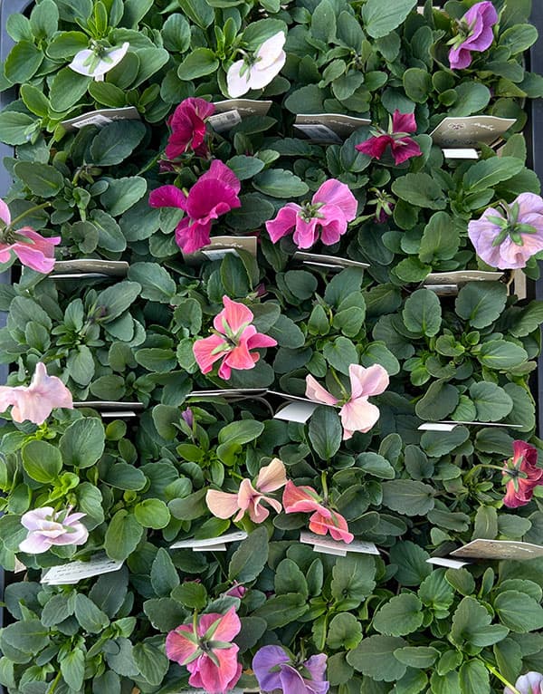 ビオラ：エボルベ　オーララ！　ピンク～ローズ系3.5号ポット