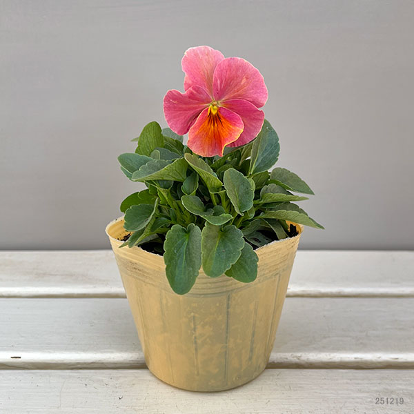 ビオラ：エボルベ　オーララ！　ピンク～ローズ系3.5号ポット