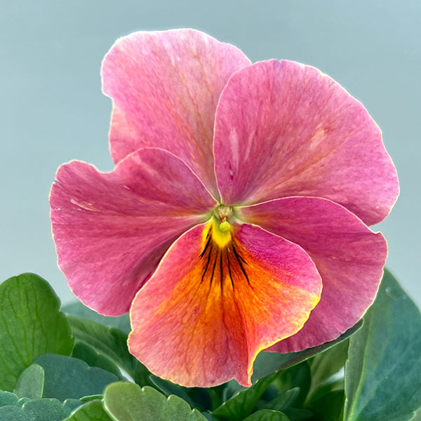 ビオラ：エボルベ　オーララ！　ピンク～ローズ系3.5号ポット