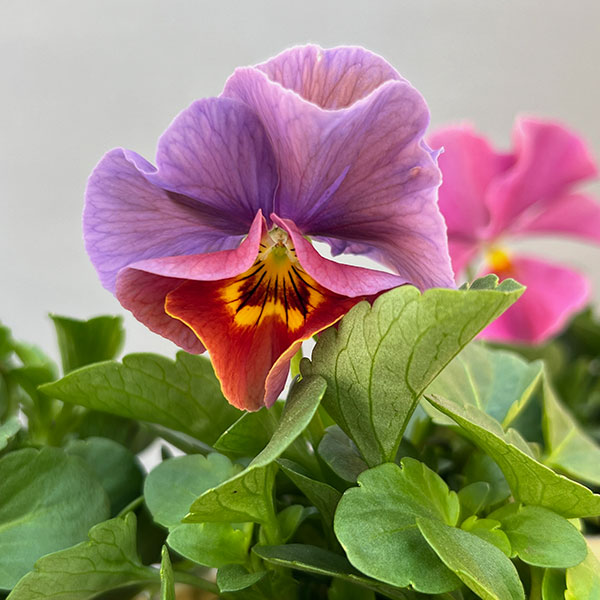 ビオラ：エボルベ　オーララ！　ピンク～ローズ系3.5号ポット