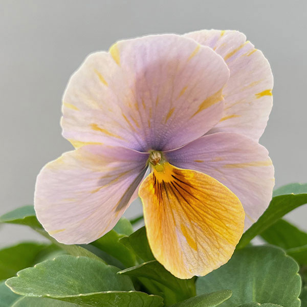 ビオラ：エボルベ　オーララ！　ピンク～ローズ系3.5号ポット