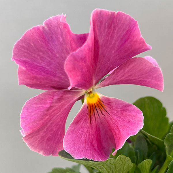 ビオラ：エボルベ　オーララ！　ピンク～ローズ系3.5号ポット