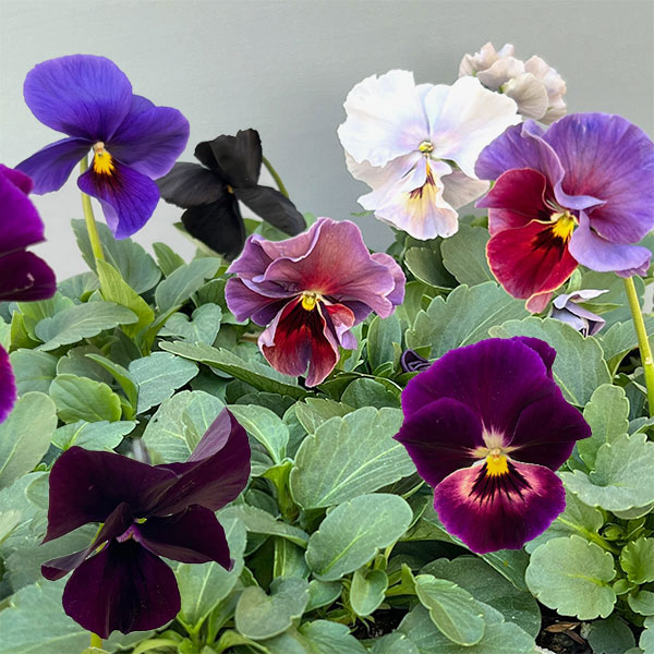 ビオラ:エボルベ オーララ! ブルー~パープル系3.5号ポット