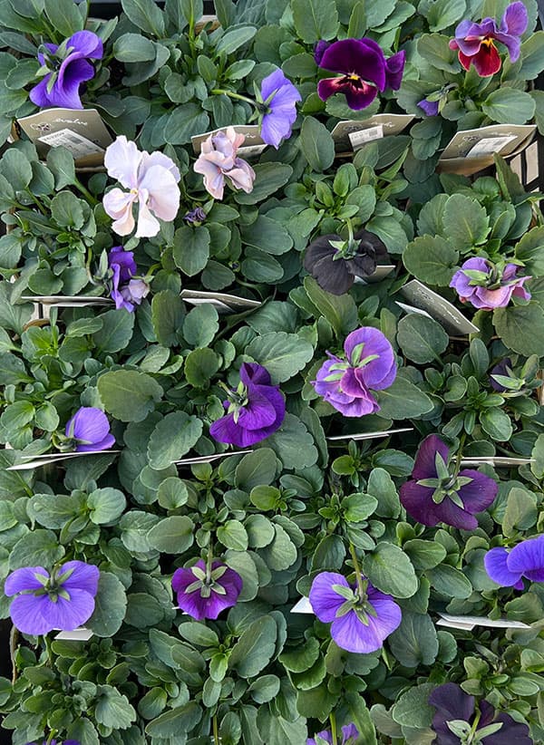 ビオラ:エボルベ オーララ! ブルー~パープル系3.5号ポット