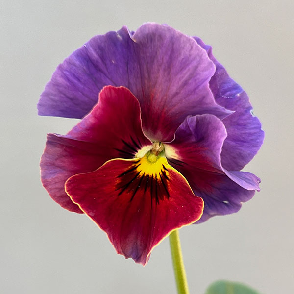 ビオラ:エボルベ オーララ! ブルー~パープル系3.5号ポット