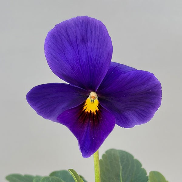 ビオラ:エボルベ オーララ! ブルー~パープル系3.5号ポット