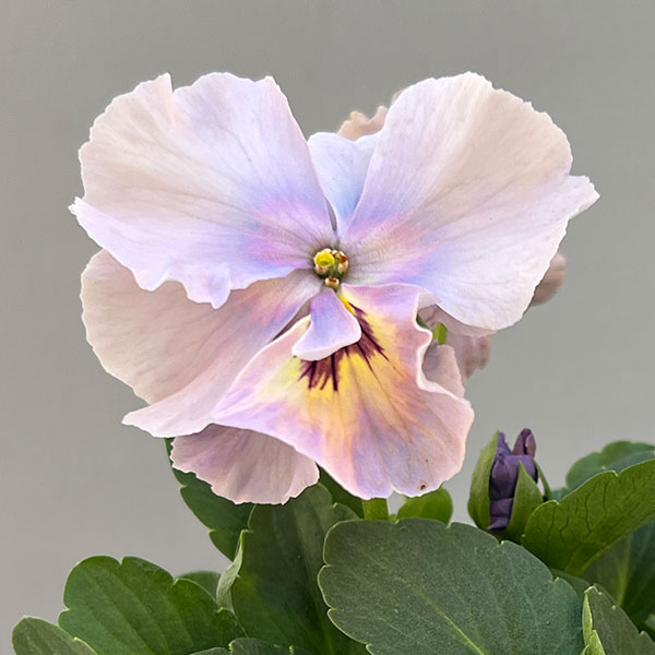 ビオラ:エボルベ オーララ! ブルー~パープル系3.5号ポット