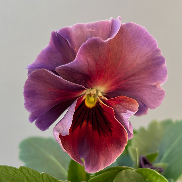 ビオラ:エボルベ オーララ! ブルー~パープル系3.5号ポット