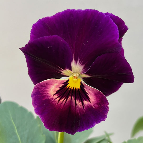 ビオラ:エボルベ オーララ! ブルー~パープル系3.5号ポット