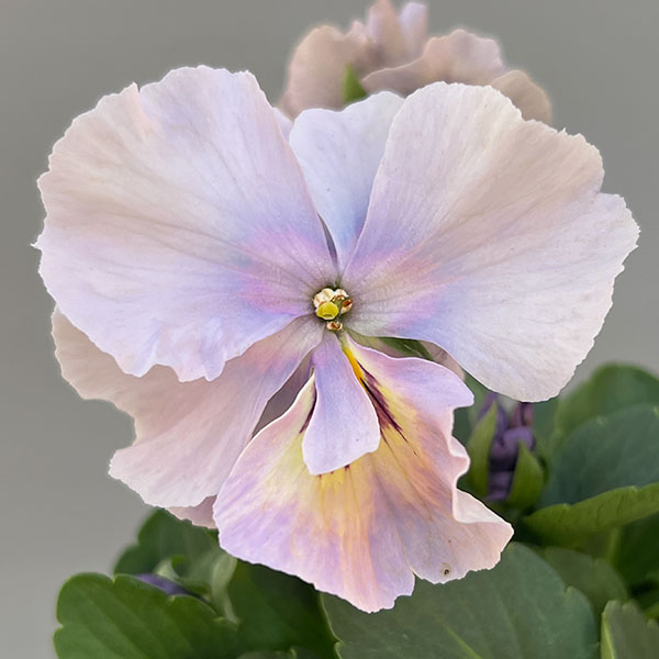 ビオラ:エボルベ オーララ! ブルー~パープル系3.5号ポット