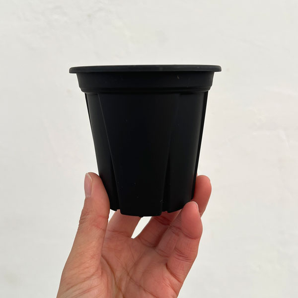 根っこつよし3号ブラック5個セット