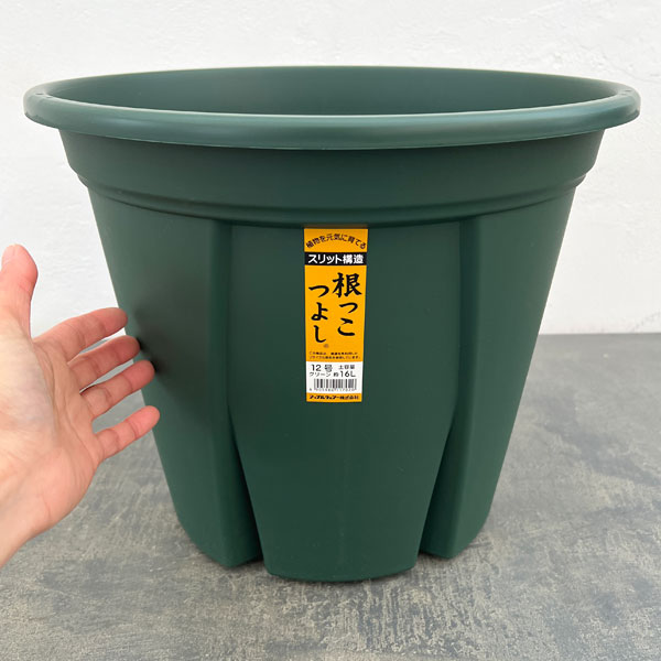 根っこつよし12号グリーン