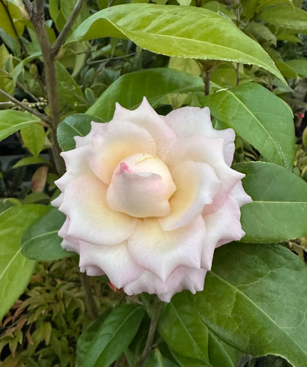 椿（ツバキ）：旋律紅（せんりつこう）4号ポット