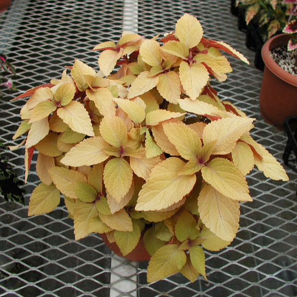 [26年5月中下旬予約]コリウス：ムーンライト3号ポット