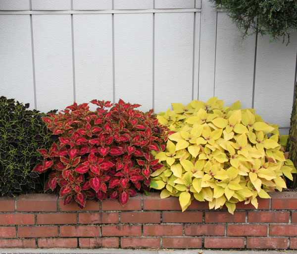 [26年5月中下旬予約]コリウス：ムーンライト3号ポット