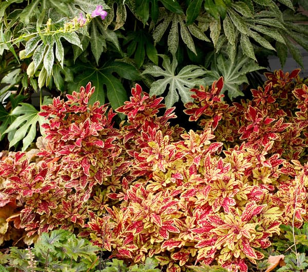 [26年5月中下旬予約]コリウス：マラケシュ3号ポット