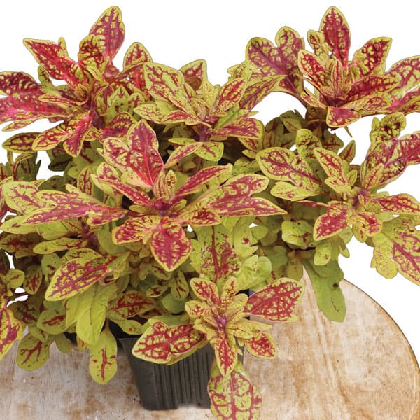 [26年5月中下旬予約]コリウス：マラケシュ3号ポット