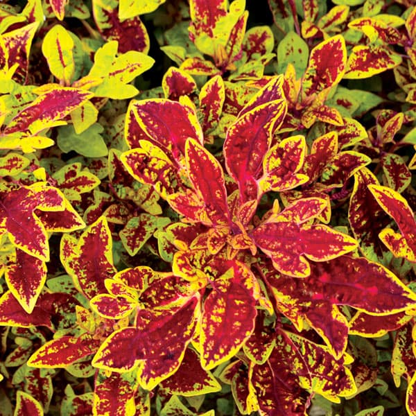 [26年5月中下旬予約]コリウス：マラケシュ3号ポット