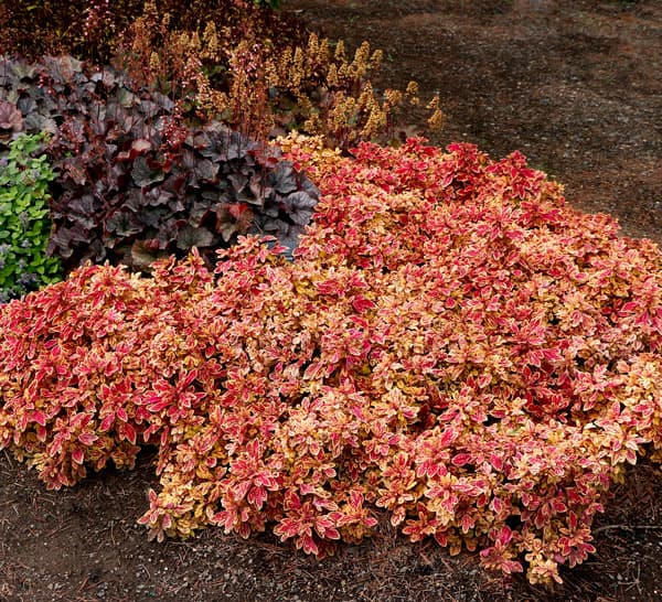 [26年5月中下旬予約]コリウス：マラケシュ3号ポット