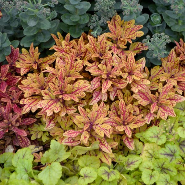 [26年5月中下旬予約]コリウス：マラケシュ3号ポット