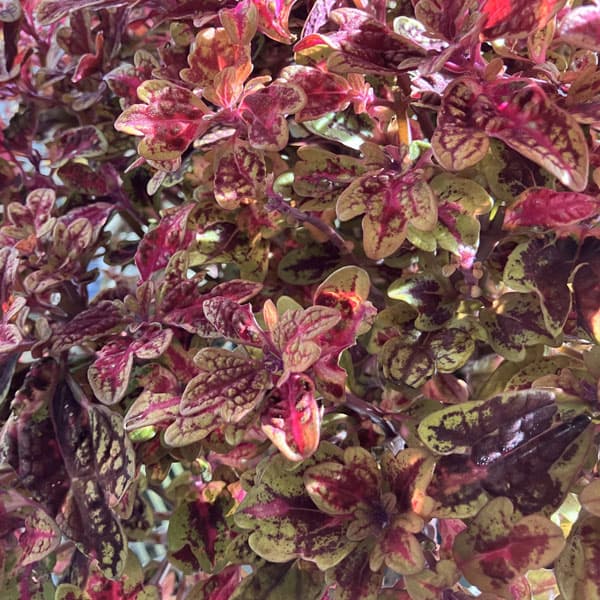 [26年5月中下旬予約]コリウス：マラケシュ3号ポット