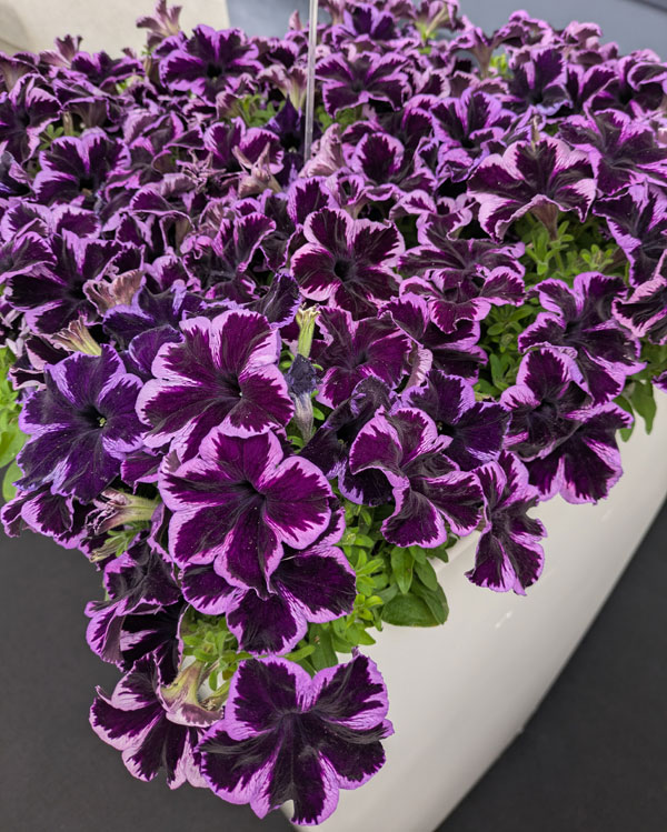 [26年4月上旬予約]ペチュニア：クレイジーチュニア　コズミックバイオレット3.5号ポット