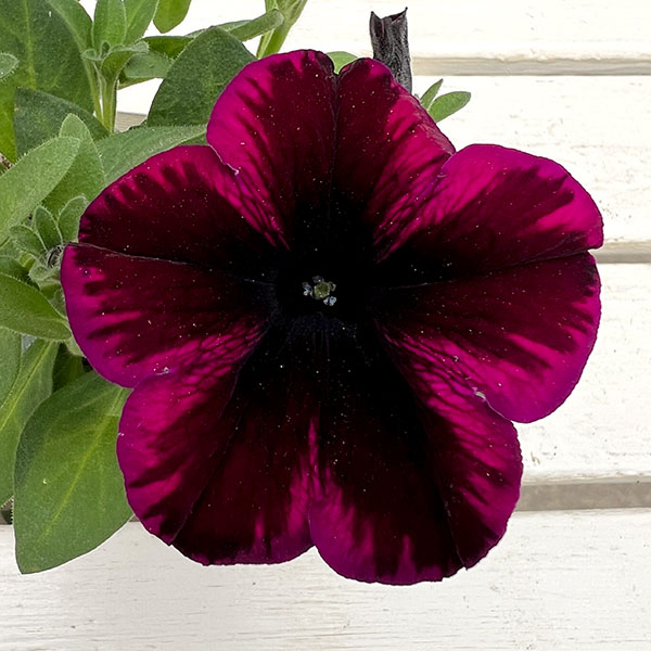 ペチュニア:クレイジーチュニア コズミックパープル3.5号ポット