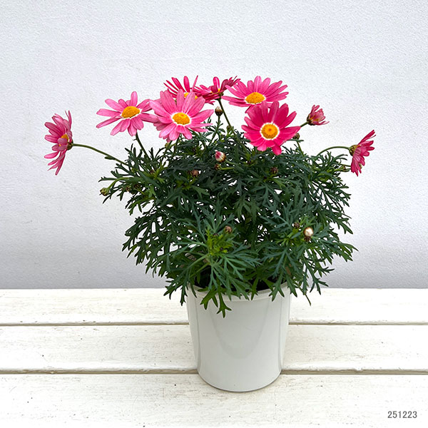 園芸ネット本店｜マーガレット：ストロベリーホイップ4号ポット* の