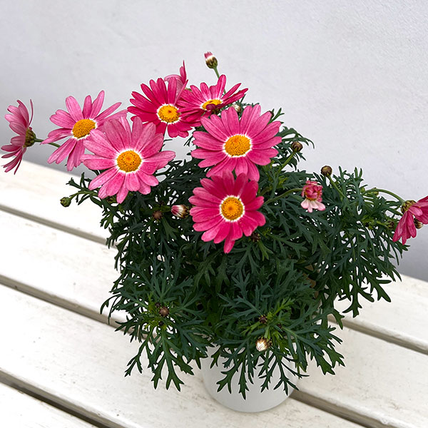 マーガレット：ストロベリーホイップ4号ポット*