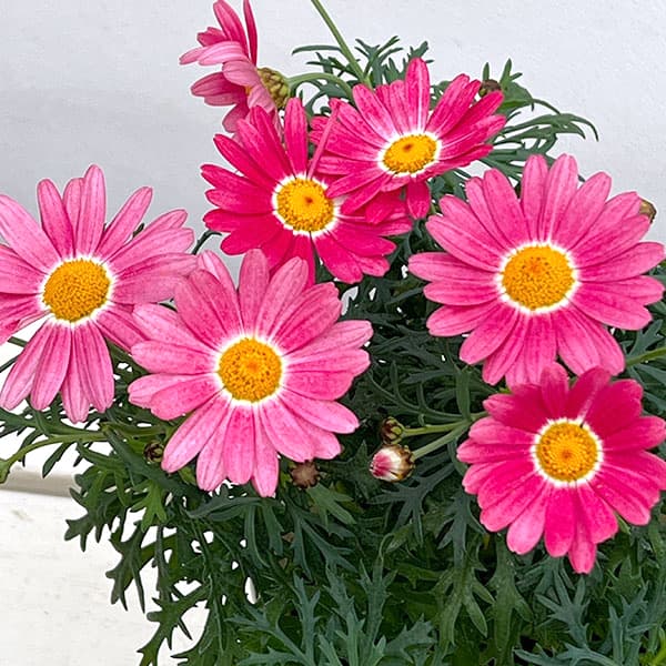 ★大人気★マーガレット ストロベリーホイップ マーガレットストロベリーホイップを来年も咲かせたい｜そだレポ（栽培