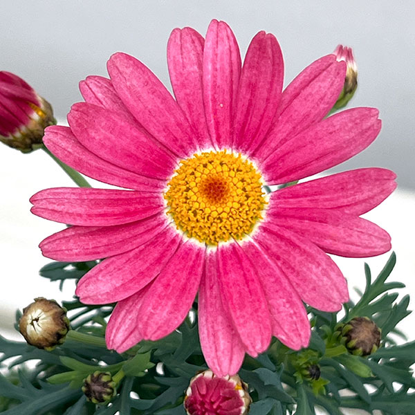 マーガレット：ストロベリーホイップ4号ポット*