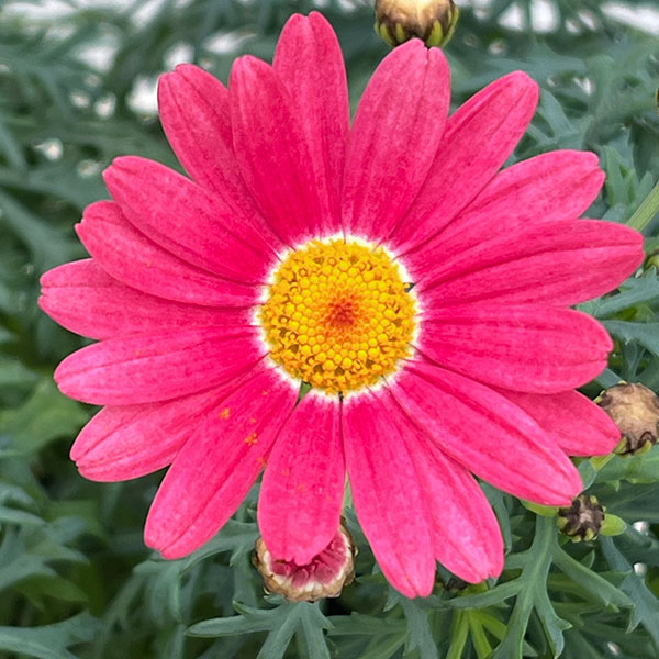 園芸ネット本店｜マーガレット：ストロベリーホイップ4号ポット* の