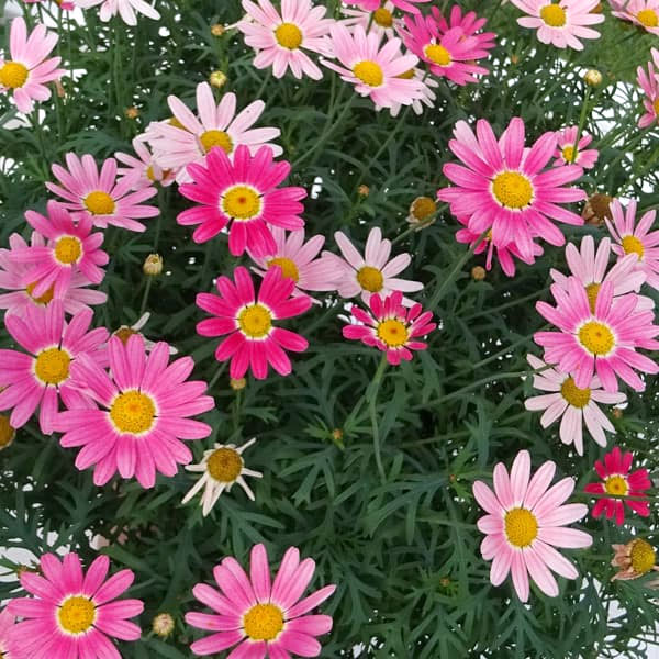 マーガレット：ストロベリーホイップ4号ポット*