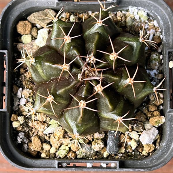 サボテン：ギムノカリキウム　ハイブリット　2.5号鉢入り*