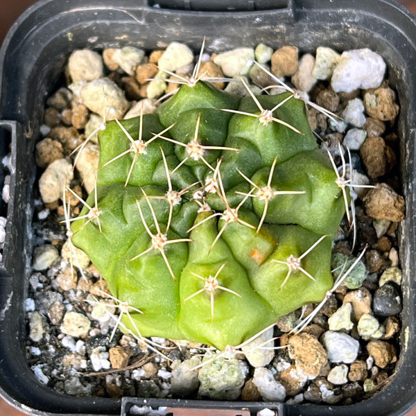 サボテン：ギムノカリキウム　ハイブリット　2.5号鉢入り*