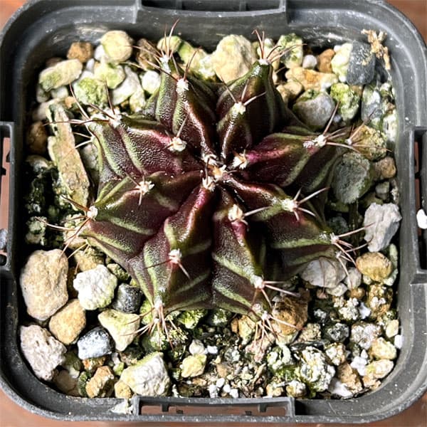 サボテン：ギムノカリキウム　ハイブリット　2.5号鉢入り*