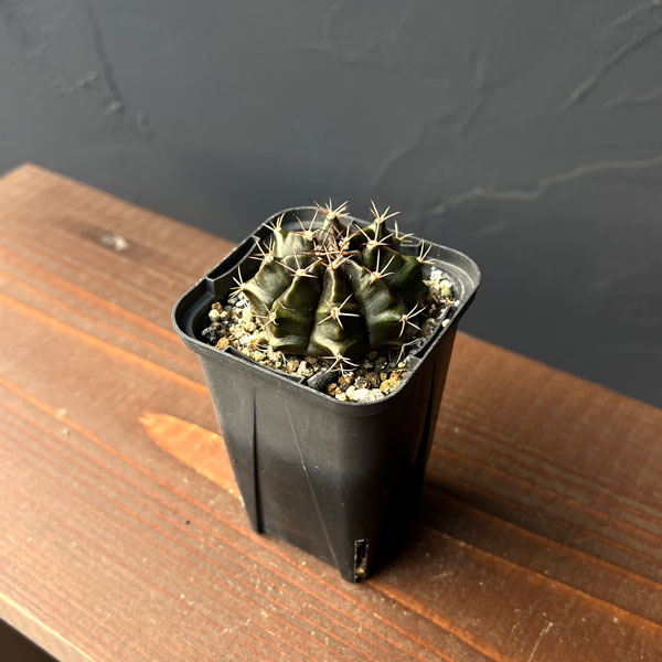 サボテン：ギムノカリキウム　ハイブリット　2.5号鉢入り*