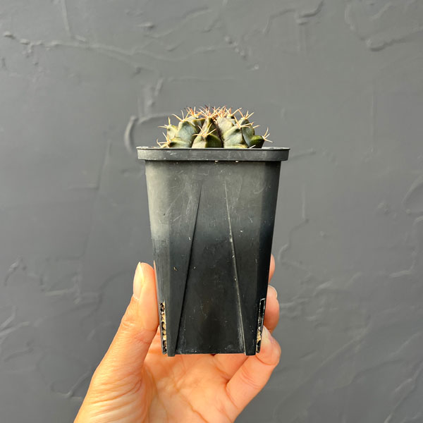 サボテン：ギムノカリキウム　ハイブリット　2.5号鉢入り*