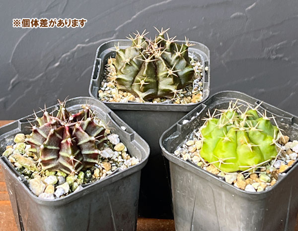 サボテン：ギムノカリキウム　ハイブリット　2.5号鉢入り*