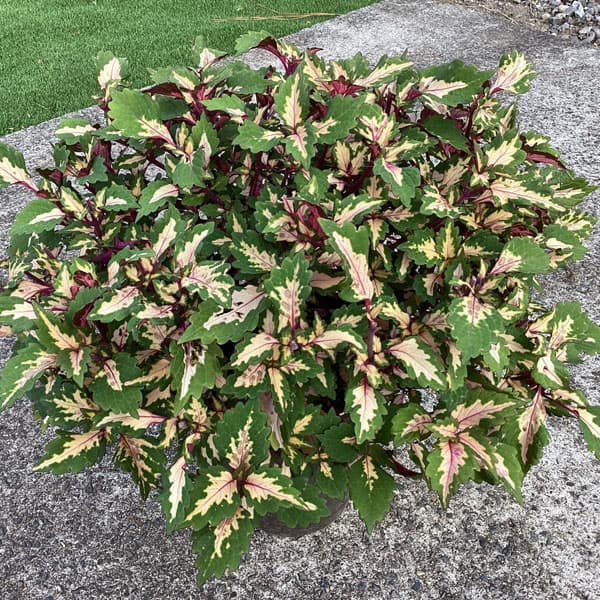 [26年5月中下旬予約]コリウス：マイアミマジック3号ポット