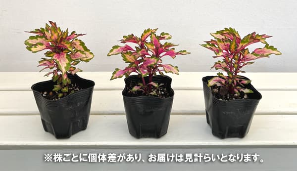 コリウス:マイアミマジック3号ポット