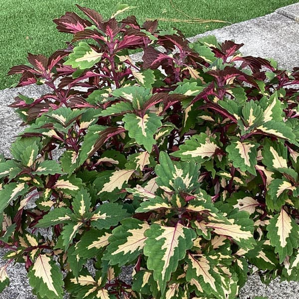 [26年5月中下旬予約]コリウス：マイアミマジック3号ポット